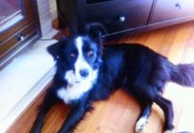 Hunter’s best friend Hunter was hit by a car on New Year’s Eve after being spooked by fireworks.