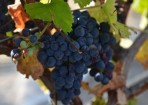 winewin_94192_41.jpg