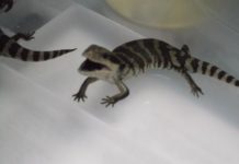 Blue tongue invasion