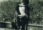 Jerry-dog_98281_01.jpg