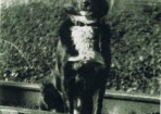Jerry_98279_01.jpg