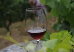 otlWINERY_92550_40.jpg