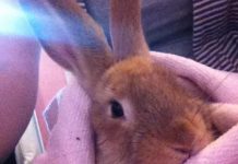 Untimely death of Pancakes