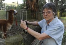 Pencils theft irks owner