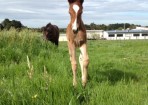 petsteph_108499_02.jpg