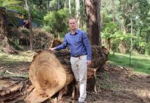 Hundreds of Puffing Billy trees face the chop