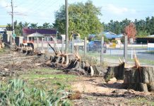 Gutted over chopped trees