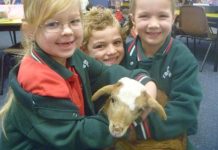 Little lamb entertains little ones