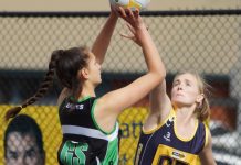 Doves return with the olive leaf