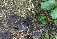 Arachnophobia in Officer