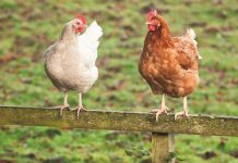 Expo showcases life on the land