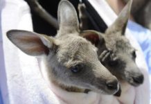 Couple care for kangas