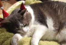 Ready for Christmas, pet?