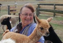 Did you hear the one about the two alpacas?