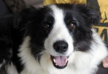 Pooch finds place to call home