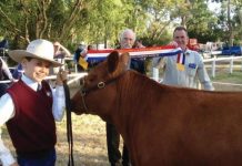 Prized cattle show