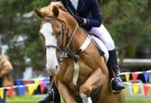 Show – enter the arena