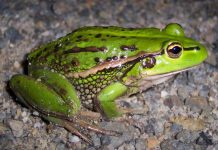 $200,000 to stop frogs croaking
