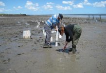 Lang Lang digs in on erosion