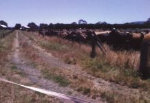 Family farm makes way