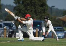 Swans blowin’ in the wind
