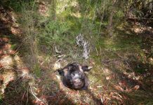 Stench from rotting offal