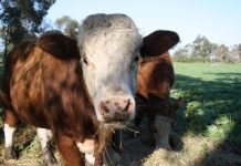 Keep an eye on disease