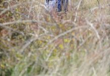 Council on summer break