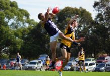 Can’t see the wood… for the tall timber