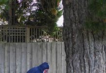 Tree pest scales new heights