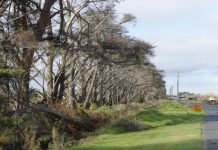 Trees felled for safety
