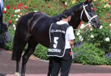 Brazen Beau a real stud