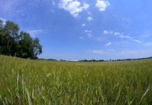 Grass is always greener