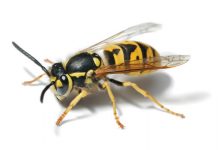 Wasps launch Liberal fightback