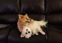 ‘Batman’ goes bush