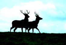 Police probe shooting reports