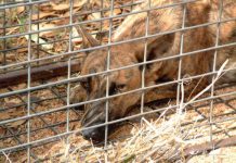 Wild dogs under control