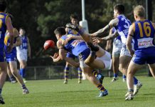 Kangaroos get bounced