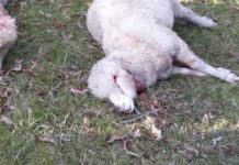 Man’s best friend is ewe’s enemy