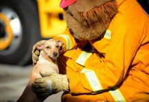 Captain Koala hug for pooch