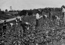 Nobelius collection, a national treasure