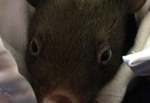 Baby wombat saved