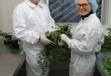 Breaking Bad with Brazilian beetles