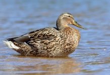 Lone duck’s no lame duck