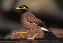 A magnet for mynas