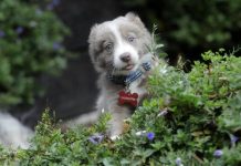 Koby completes family