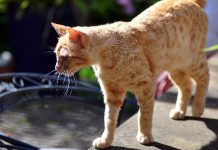 Cash grants to protect pets