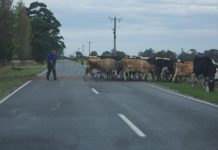 Increased fines for cattle on the hoof