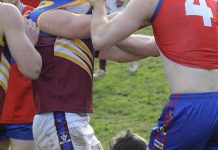 Lyrebirds are no pretenders