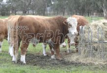 Grass is set to be greener